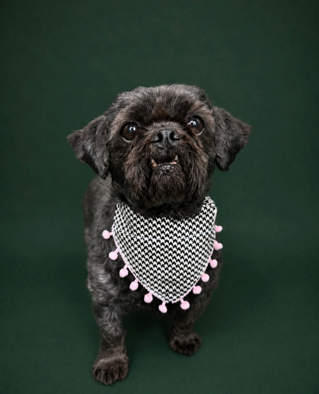 Houndstooth hound