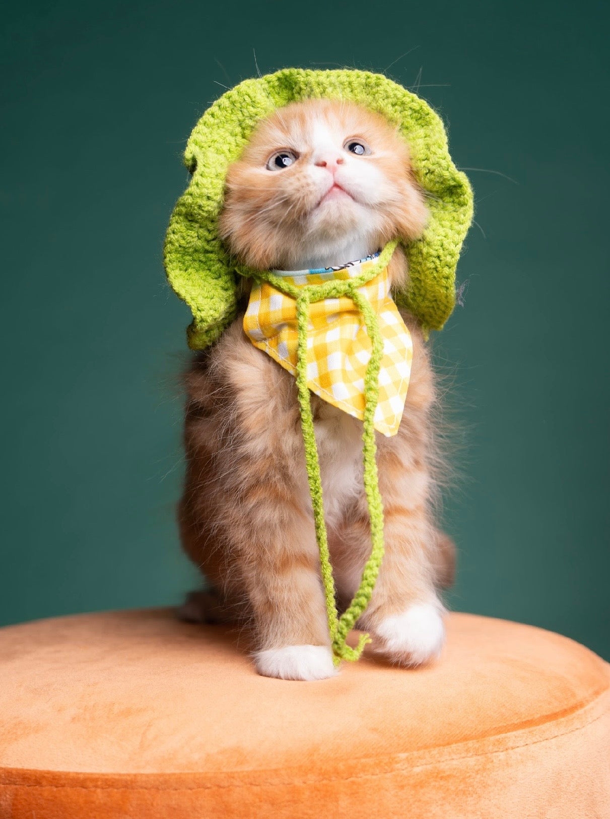 Buttercup paws