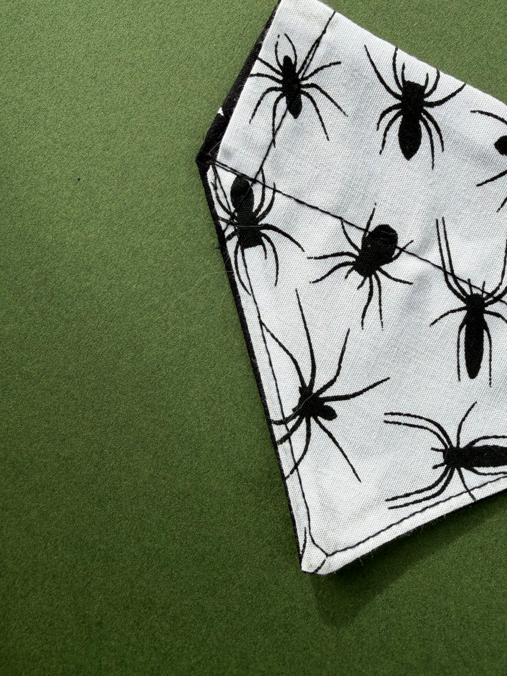 Spider webs ( cat )