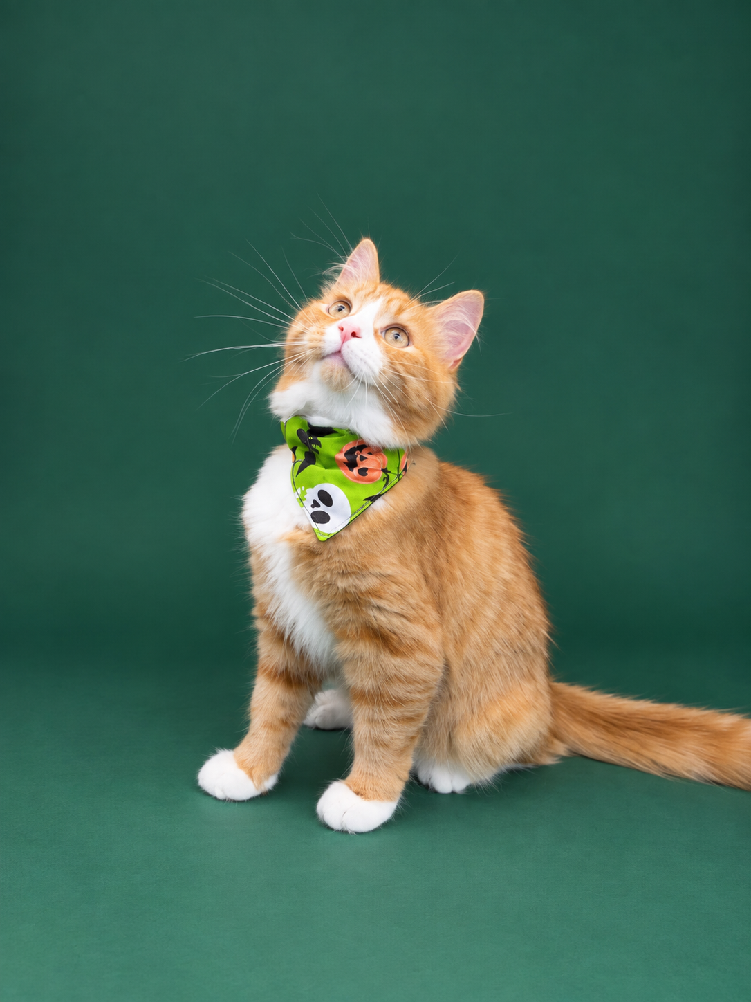 Spooky season ( cat )