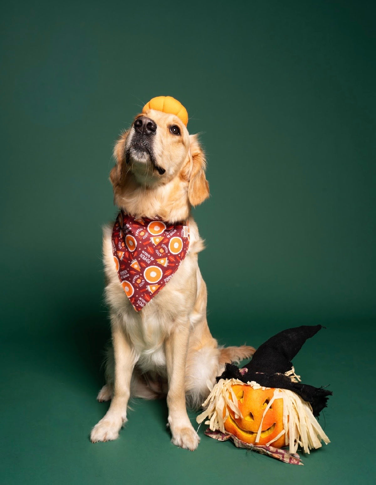 Pumpkin pie lover