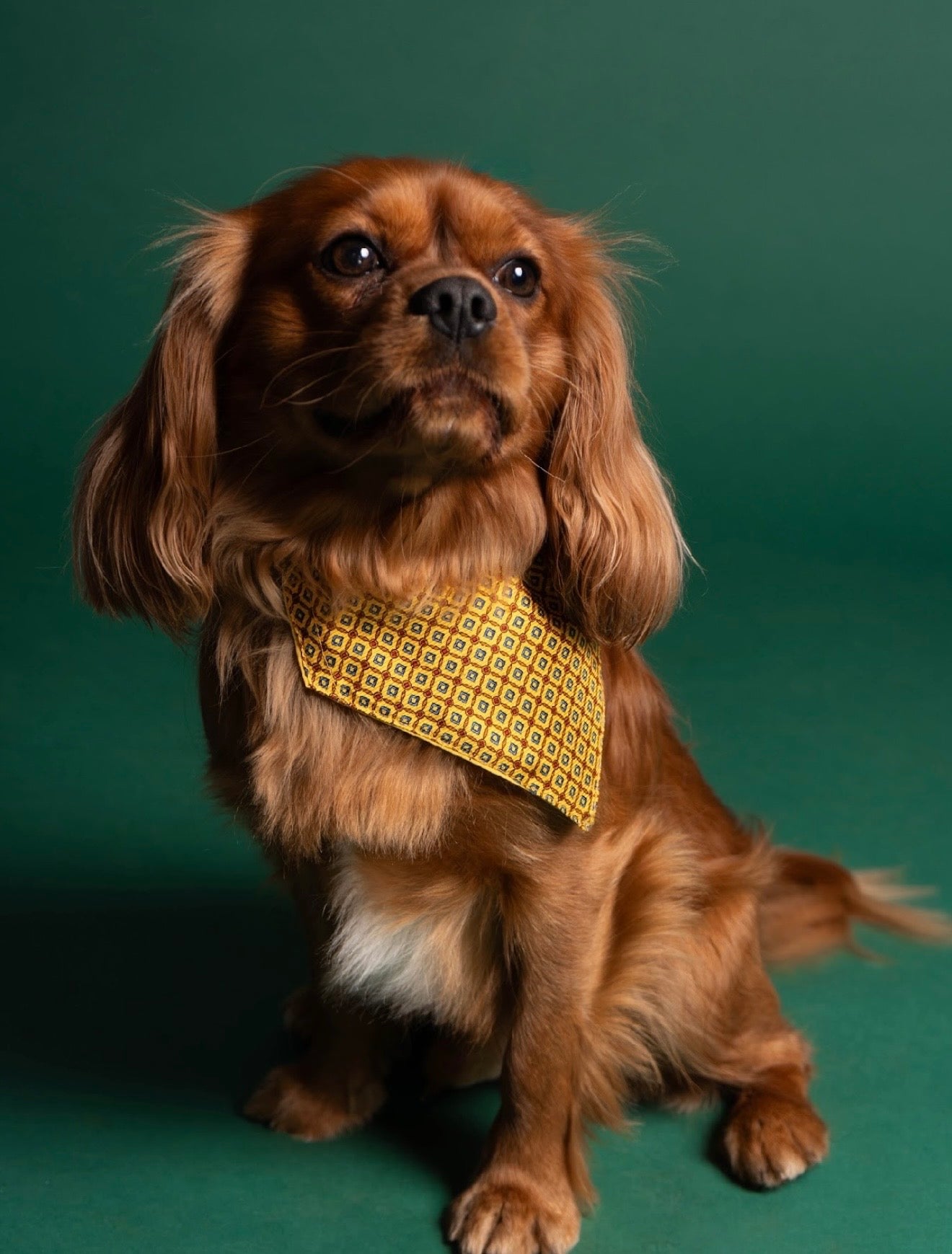 Mustard mutt
