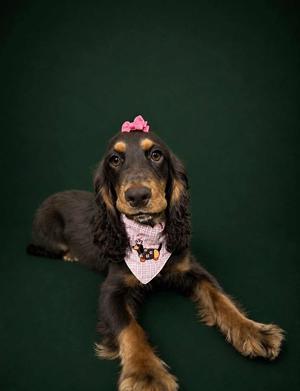 Darling dachshund