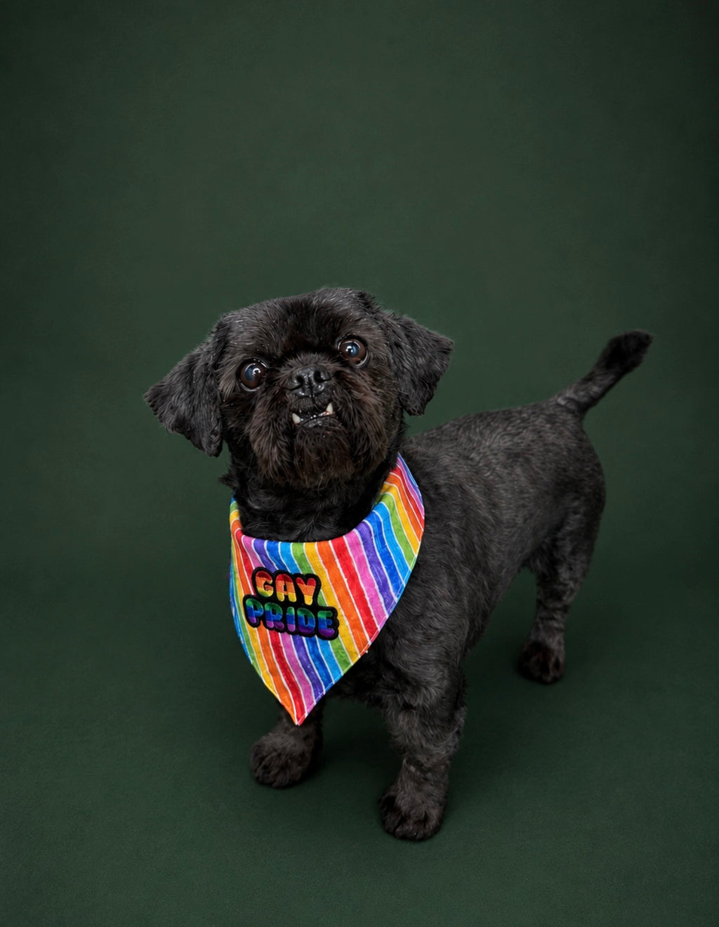 Gay Pride ( poppet )