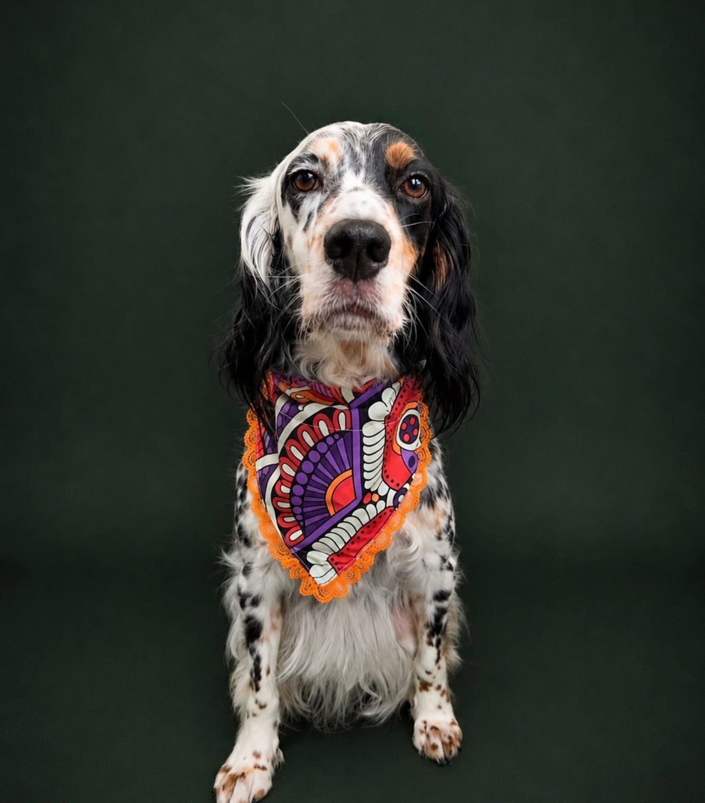 Hippie hound