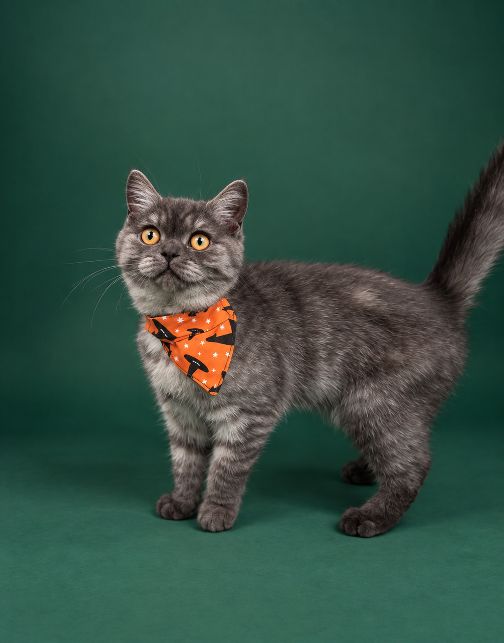 Witch please ( cat )