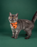 Witch please ( cat )
