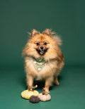 Pumpkin forest