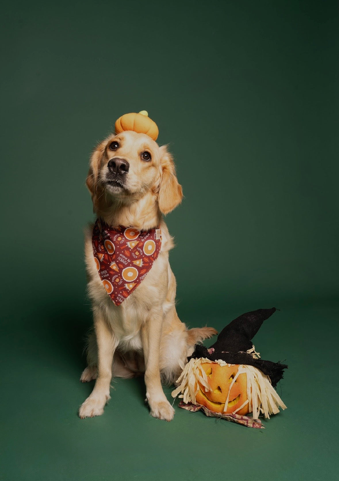 Pumpkin pie lover
