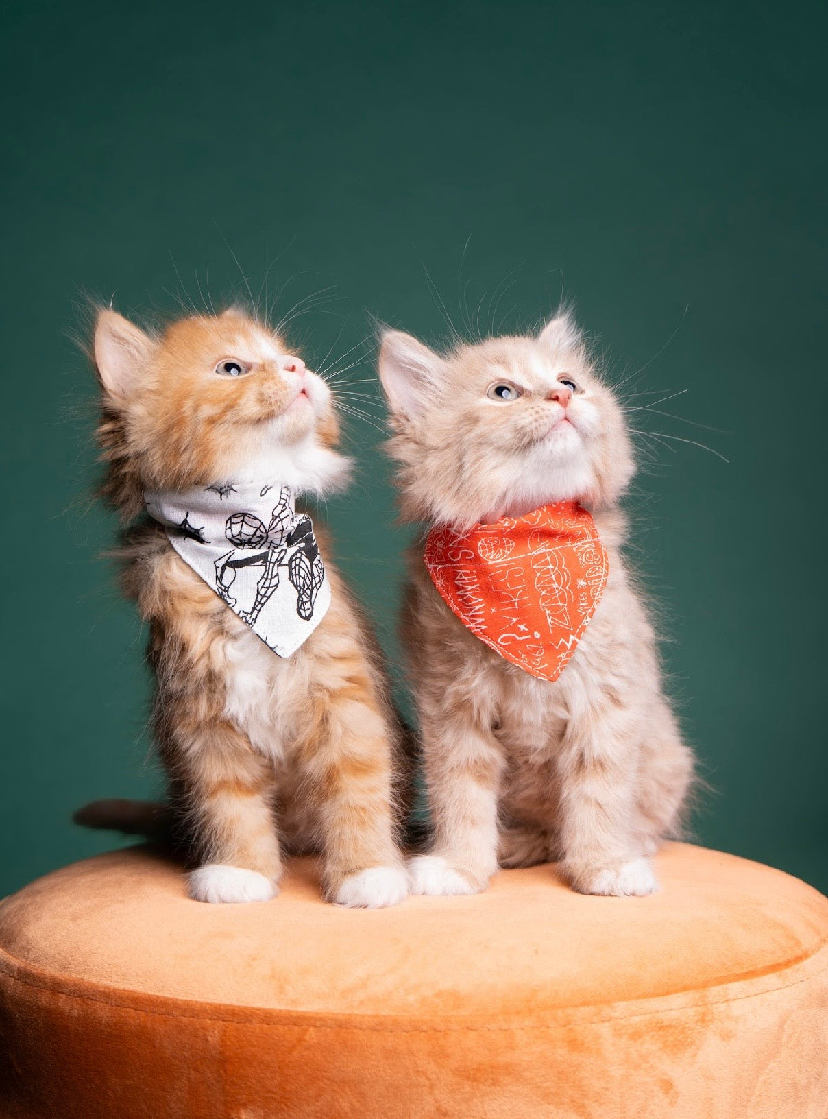 Webby whiskers