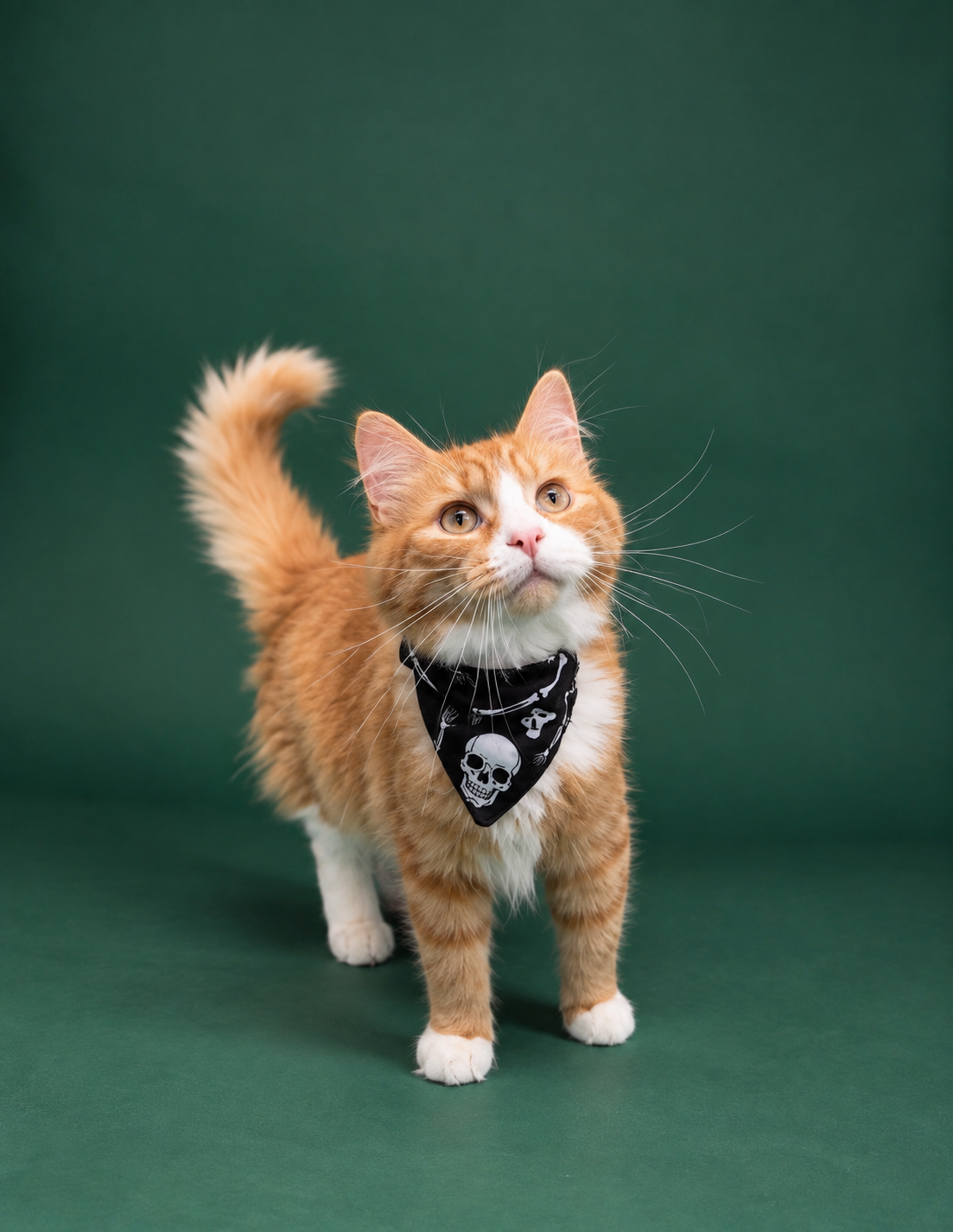 Spooky scary skeletons ( cat )
