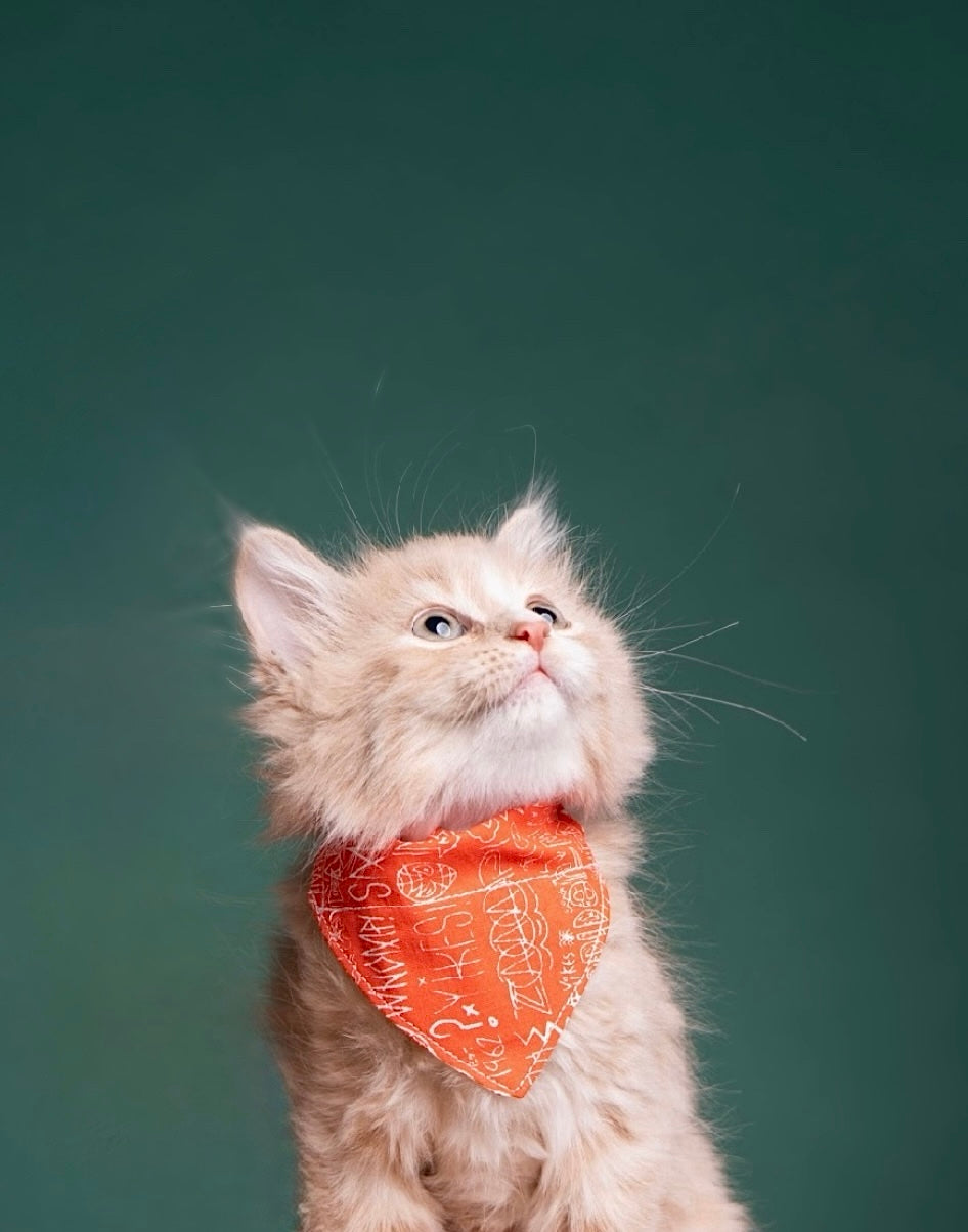 Purrrfect hero