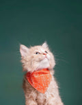 Purrrfect hero