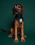 Puppy school grad