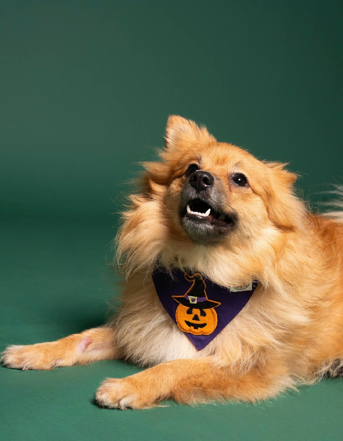 Hocus Pumpkin