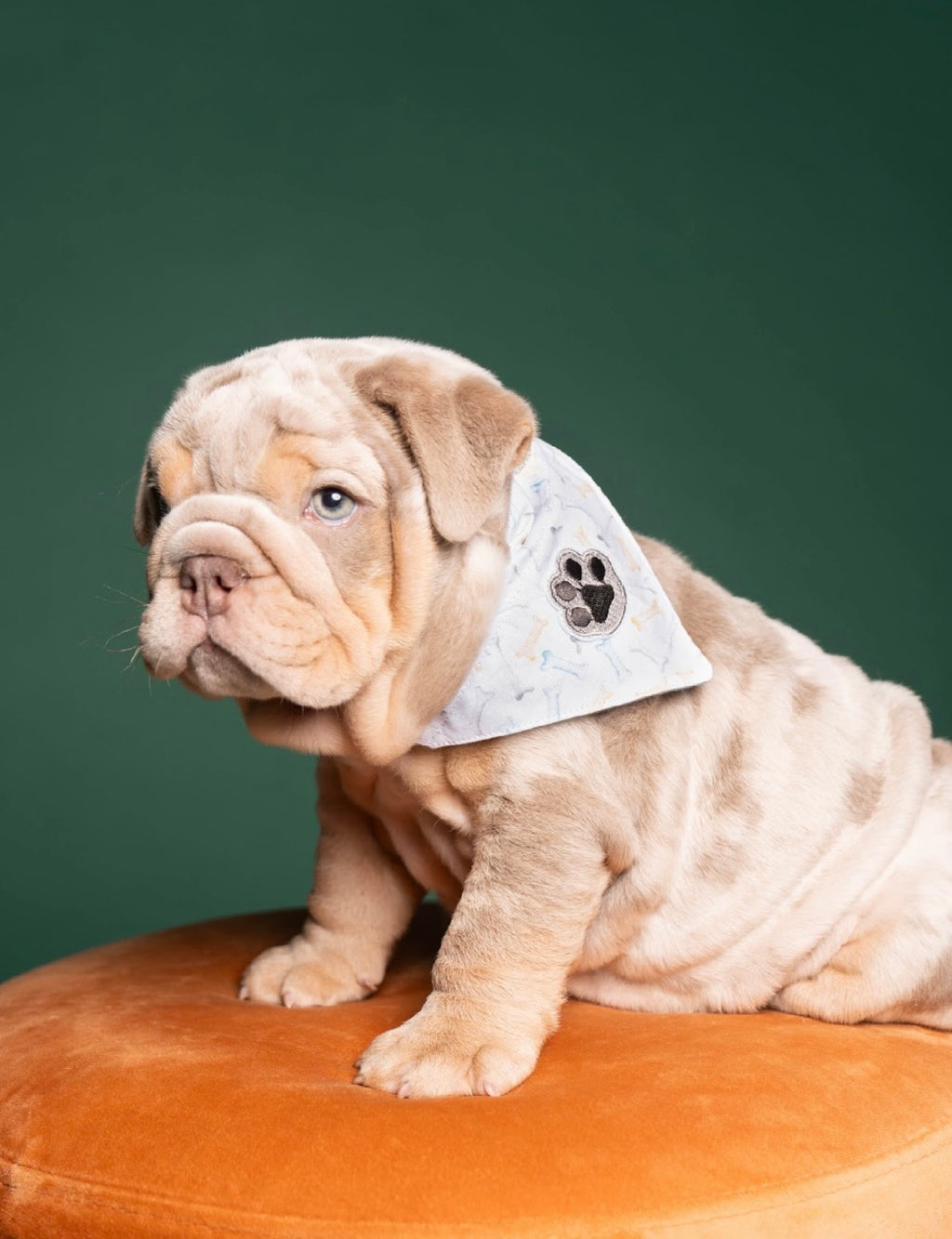 Bad to the bone