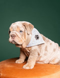 Bad to the bone