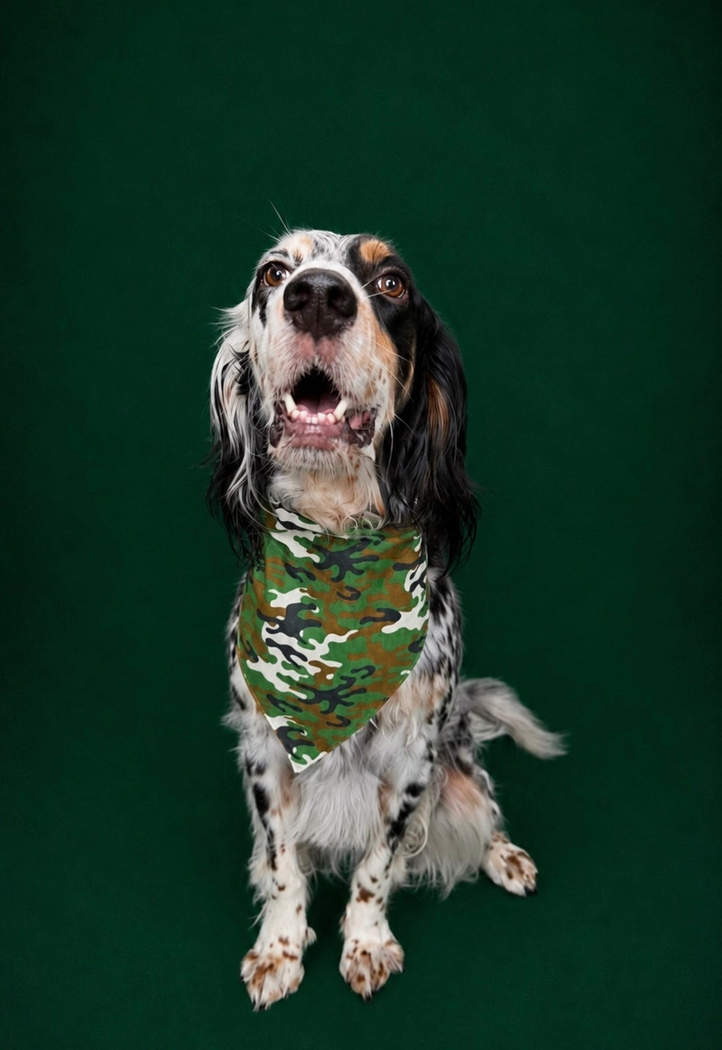 Camp Canine