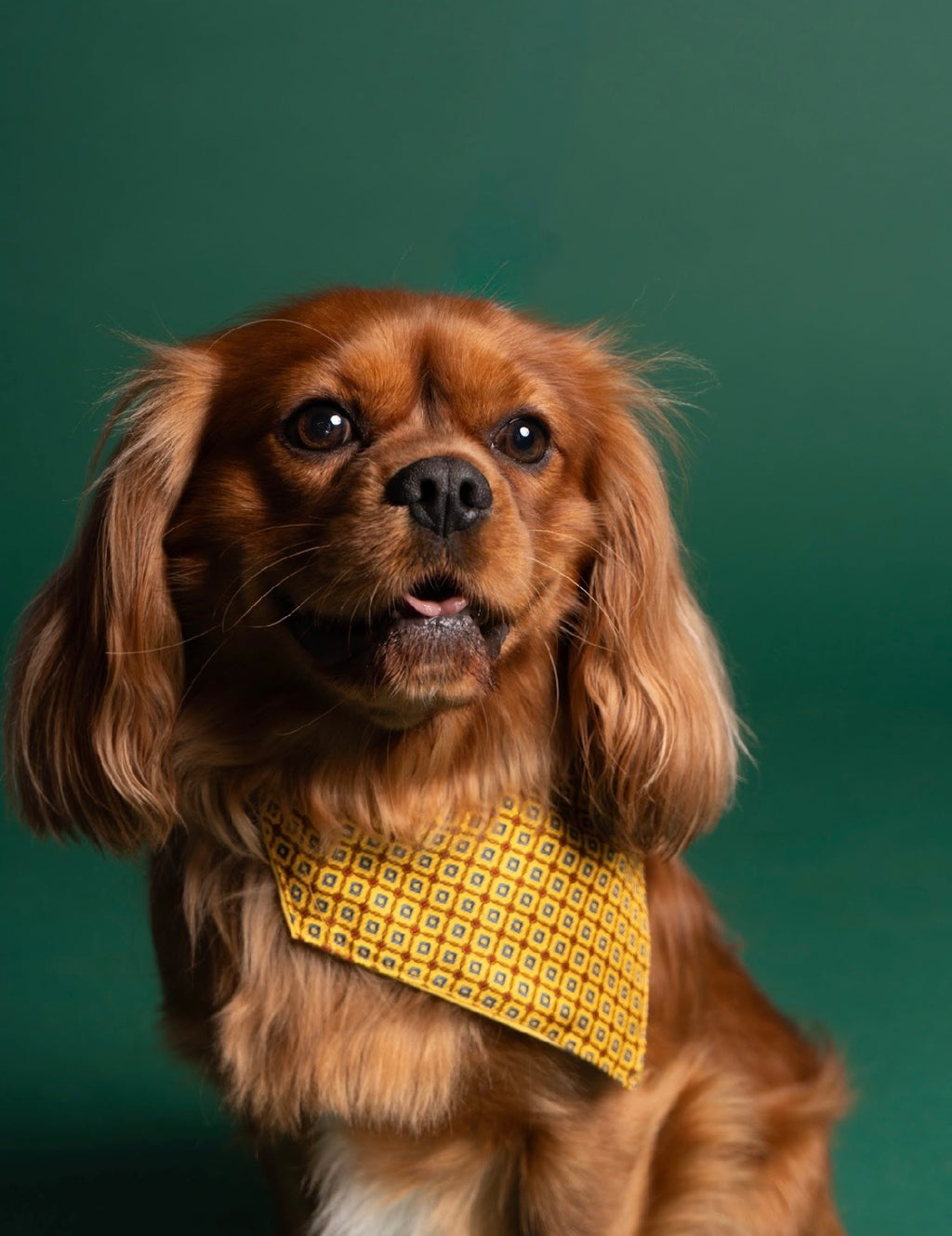 Mustard mutt