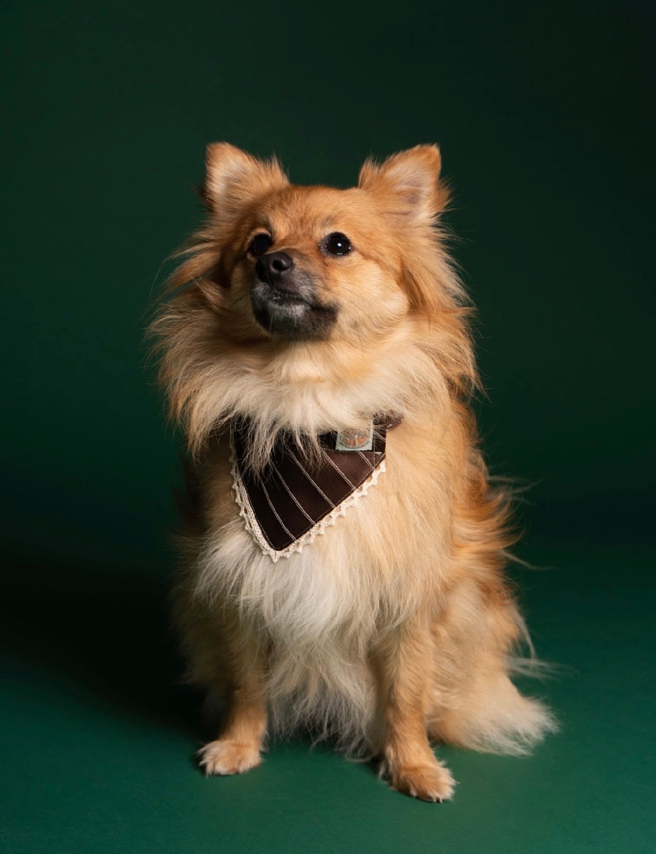 Mocha mutt