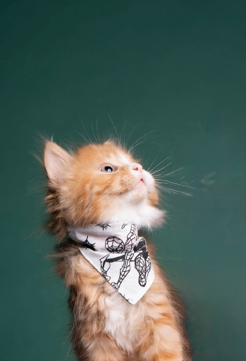 Webby whiskers