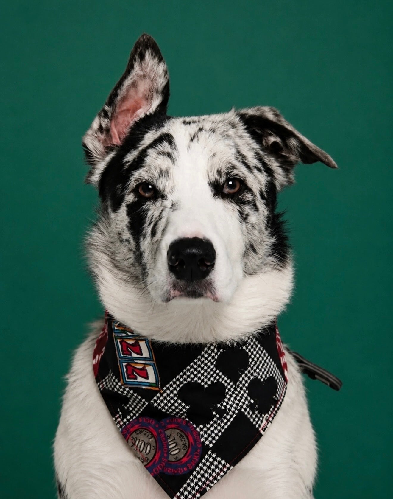 Poker paws