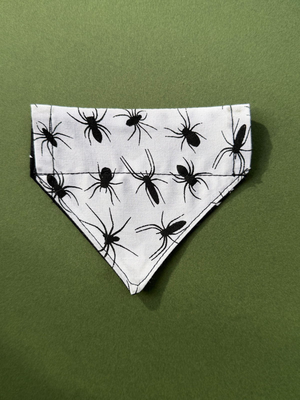 Spider webs ( cat )