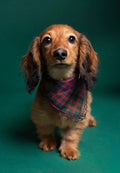 Riot plaid
