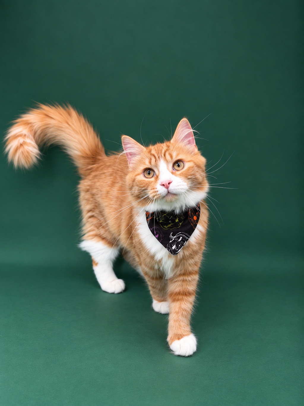 Pumpkin Party ( cat )
